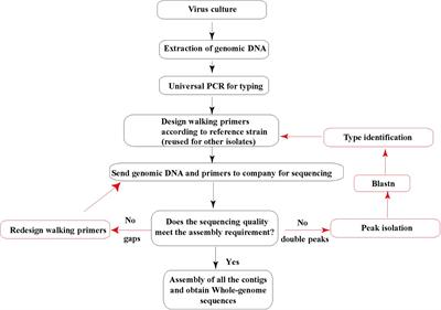 Development and Application of a Fast Method to Acquire the Accurate Whole-Genome Sequences of Human Adenoviruses